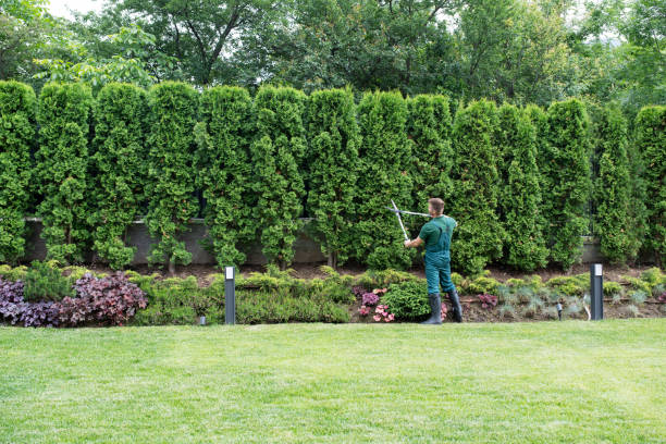 Professional Tree Removal and Landscaping Services in Athens, OH